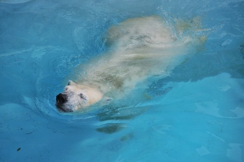 ８月２４日～浜松市動物園・キロル～９時台から１１時台