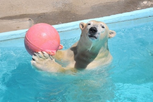 ８月２４日～浜松市動物園・キロル～１１時台から１４時台