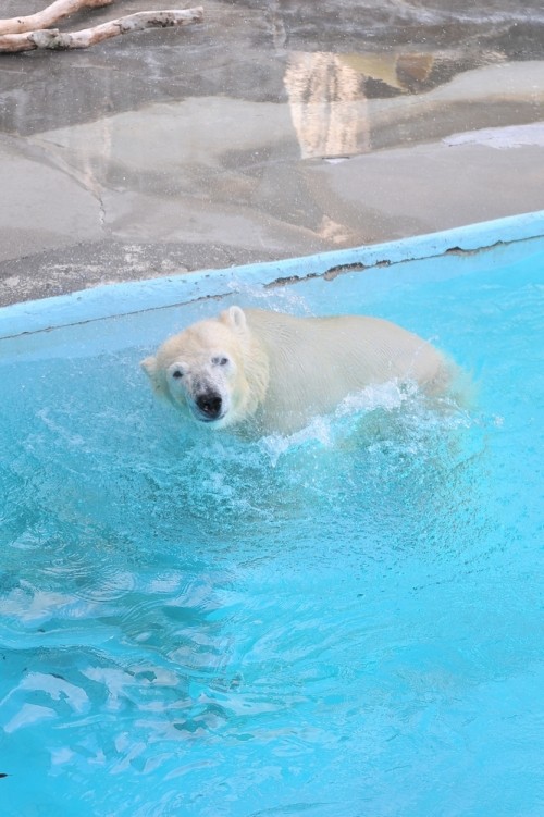 ８月２４日～浜松市動物園・キロル～１４時台から１５時台