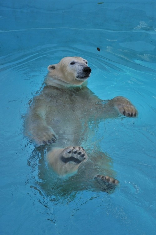 ８月２４日～浜松市動物園・キロル～１５時台から閉園まで