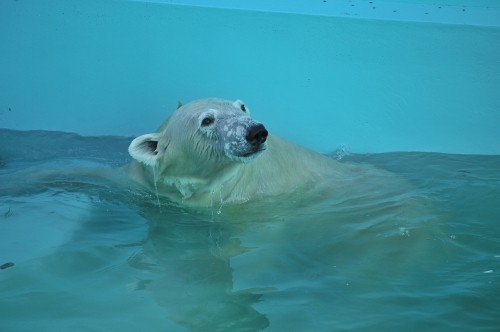 ９月１５日～おびひろ動物園・イコロ＆アイラ～開園から１０時台