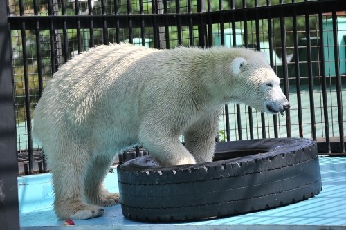 ９月１５日～おびひろ動物園・イコロ＆アイラ～１１時台