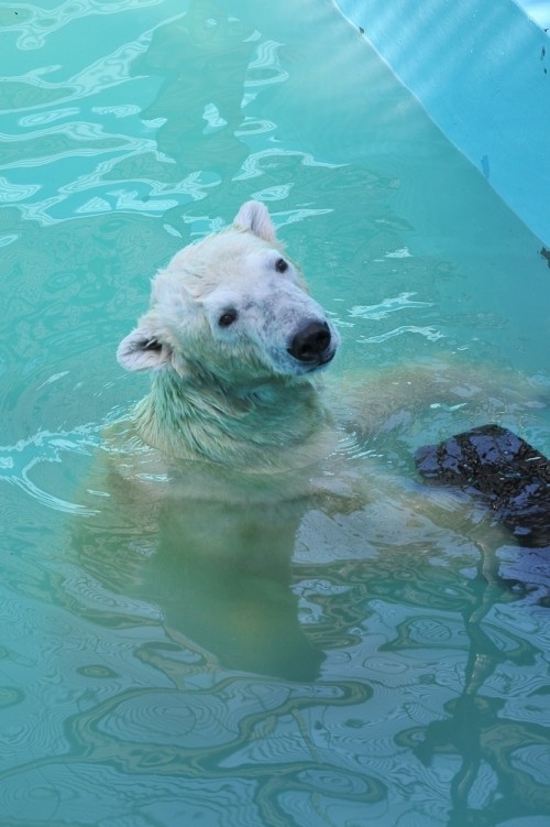 ９月１５日～おびひろ動物園・イコロ＆アイラ～１１時台から１２時台