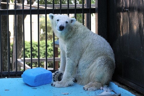 ９月１５日～おびひろ動物園・イコロ＆アイラ～１２時台から１４時台