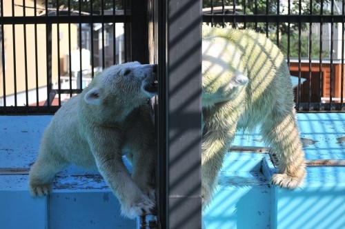 ９月１５日～おびひろ動物園・イコロ＆アイラ～１４時台続き