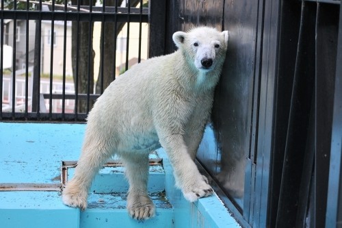 ９月１５日～おびひろ動物園・イコロ＆アイラ～１５時から閉園まで