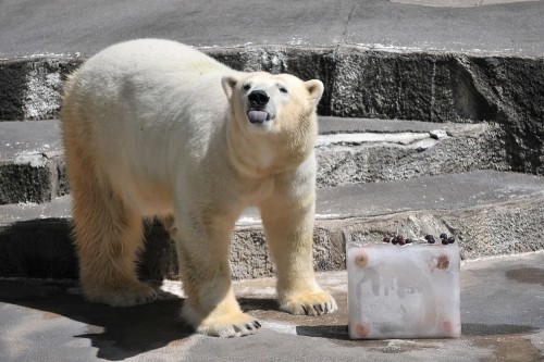 ８月２３日～浜松市動物園・キロル～１０時台