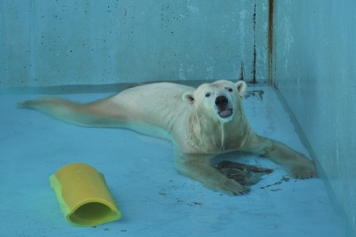 ８月２３日～浜松市動物園・キロル～１０時台続き