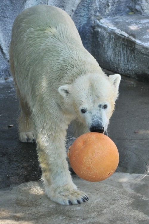 ８月２３日～浜松市動物園・キロル～１１時台