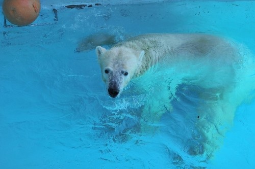 ８月２３日～浜松市動物園・キロル～１３時台から閉園まで