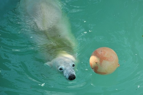 ９月１４日～おびひろ動物園・イコロ＆アイラ～９時台