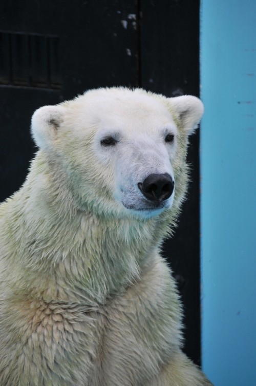 ９月１４日～おびひろ動物園・イコロ＆アイラ～１３時台から１４時台