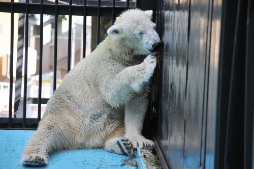 ９月１４日～おびひろ動物園・イコロ＆アイラ～１４時台から閉園まで