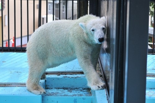 ９月１３日～おびひろ動物園・イコロ＆アイラ～開園から１０時台