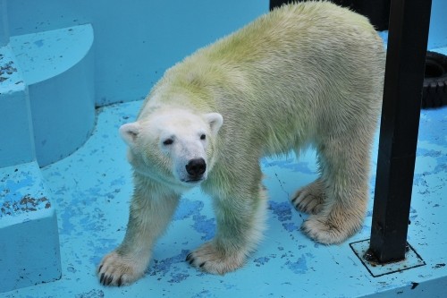 ９月１３日～おびひろ動物園・イコロ＆アイラ～１０時台から１１時台