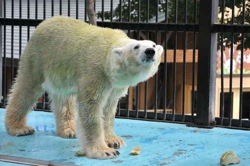 ９月１３日～おびひろ動物園・イコロ＆アイラ～１１時台続き