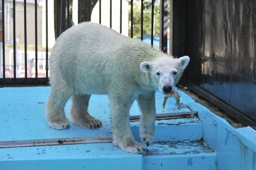 ９月１３日～おびひろ動物園・イコロ＆アイラ～１５時台から閉園まで