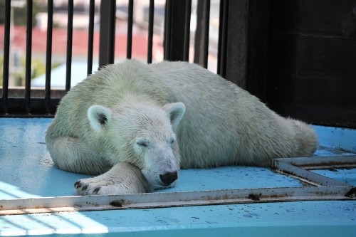 ９月１２日～おびひろ動物園・イコロ＆アイラ～１２時台から１４時台