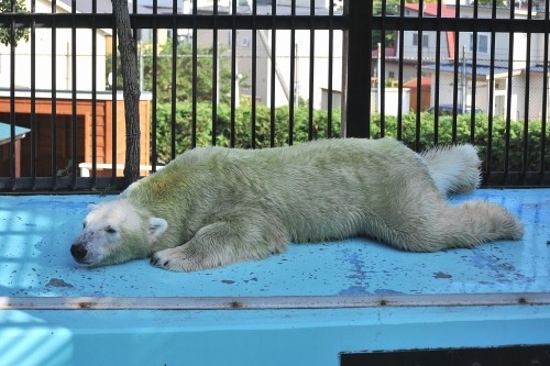 ９月１２日～おびひろ動物園・イコロ＆アイラ～１４時台から１５時台