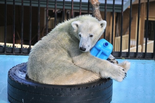 ９月１２日～おびひろ動物園・イコロ＆アイラ～１５時台続き