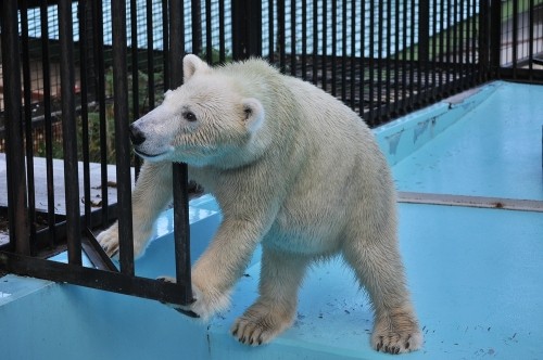 ９月１２日～おびひろ動物園・イコロ＆アイラ～１５時台から閉園まで