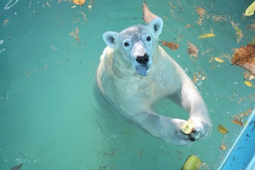 １１月４日～おびひろ動物園・イコロ＆アイラ～開園から１１時台