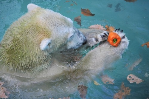 １１月４日～おびひろ動物園・イコロ＆アイラ～１３時台から１４時台