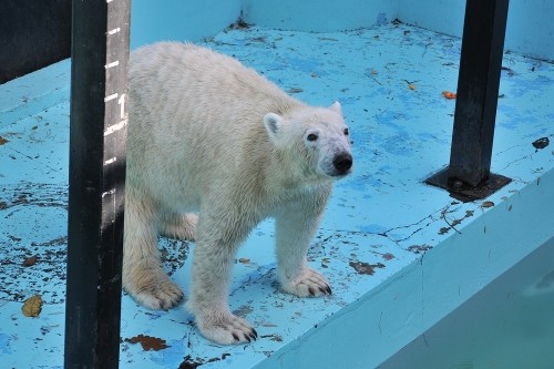 １１月４日～おびひろ動物園・イコロ＆アイラ～１４時台から１５時台