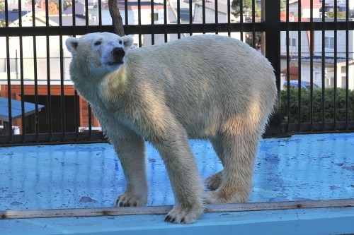 １１月４日～おびひろ動物園・イコロ＆アイラ～１５時台から閉園まで