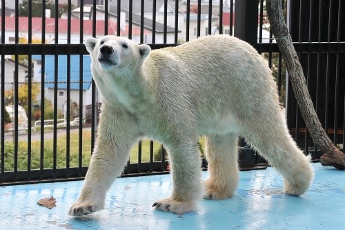 １１月３日～おびひろ動物園・イコロ＆アイラ～１０時から１１時台