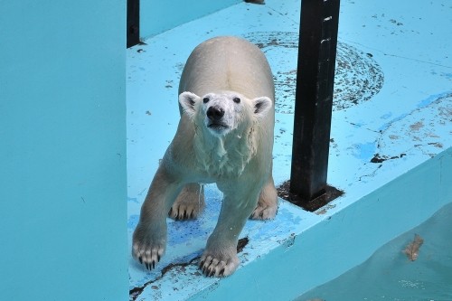 １１月３日～おびひろ動物園・イコロ＆アイラ～１１時台から１３時台