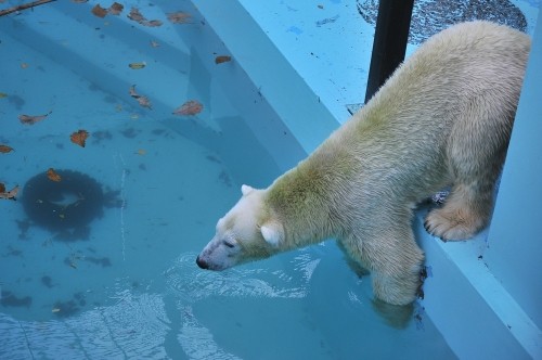 １１月３日～おびひろ動物園・イコロ＆アイラ～１４時台から１５時台