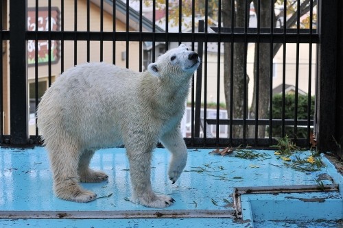 １１月３日～おびひろ動物園・イコロ＆アイラ～１５時台から閉園まで