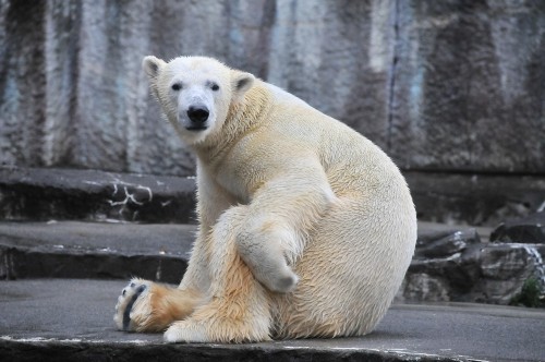 １１月２６日～浜松市動物園・キロル～開園から１２時台