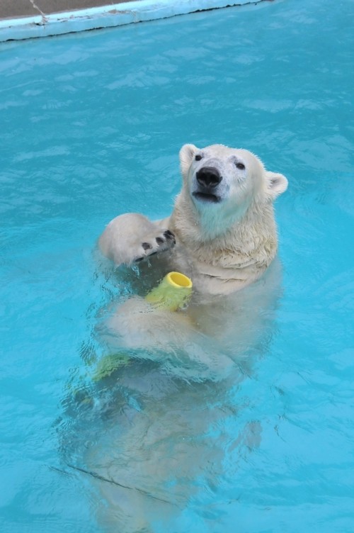 １１月２６日～浜松市動物園・キロル～１２時台から閉園まで