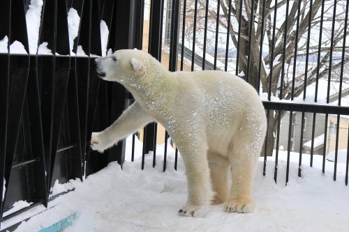 １２月９日～おびひろ動物園・イコロ＆アイラ～１１時台