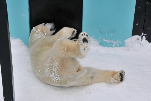 １２月９日～おびひろ動物園・イコロ＆アイラ～１１時台から１２時台