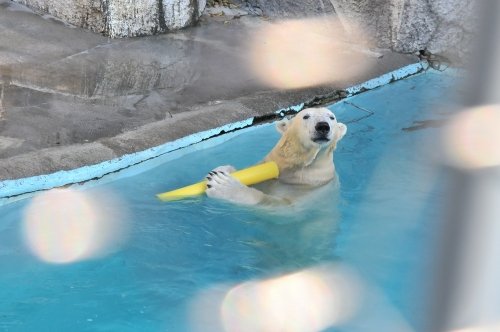 １１月２５日～浜松市動物園・キロル～開園から１１時台