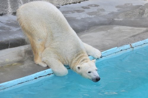 １１月２５日～浜松市動物園・キロル～１５時台から閉園まで