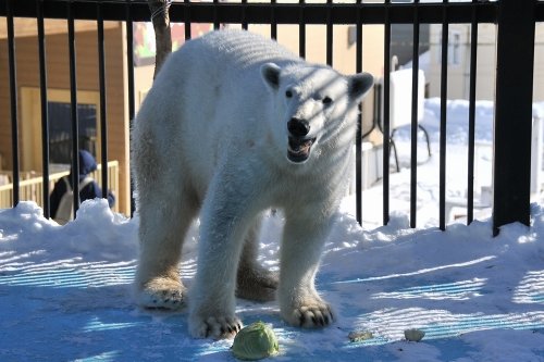 １月２７日～おびひろ動物園・イコロ＆アイラ～開園から閉園まで