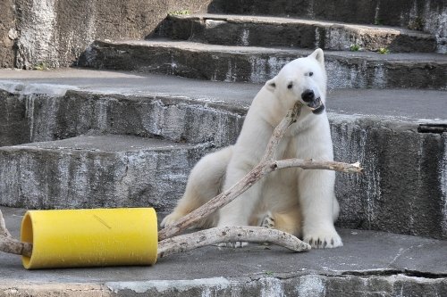 ２月１１日～浜松市動物園・キロル～写真少なめ＆動画