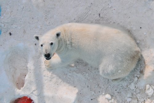 ２月２４日～おびひろ動物園・イコロ＆アイラ～動画メイン