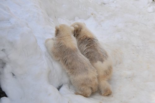 ３月２３日～円山動物園・ララ＆ちび双子～開園から１４時台