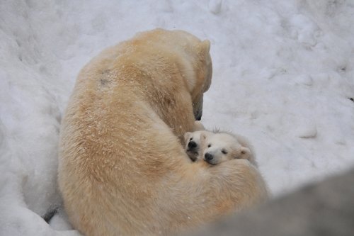 ３月２３日～円山動物園・ララ＆ちび双子～１５時台から閉園まで