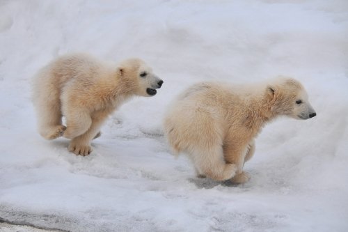 ３月３０日～昨日のララ＆ちび双子