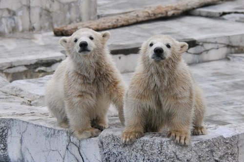 ４月１３日～昨日のララ＆ちび双子