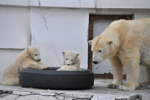 ４月１３日～円山動物園・ララ＆ちび双子