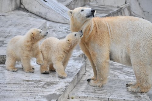 ５月４日～円山動物園・ララ＆ちび双子