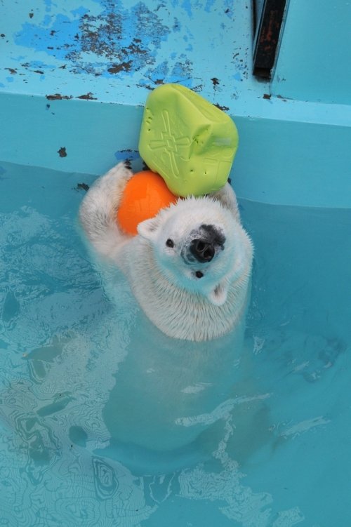 ５月１９日～おびひろ動物園・イコロ＆アイラ～１１時台以降