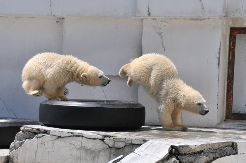 ５月２６日～昨日のララ＆ちび双子